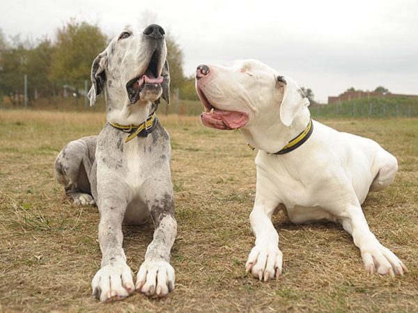Lily and Maddison, Blind Great Dane