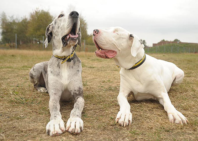 Lily and Maddison, Blind Great Dane