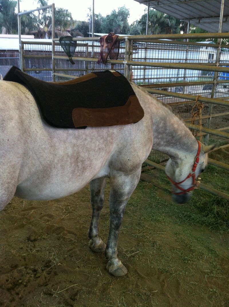 saddle pad on the back of the horse