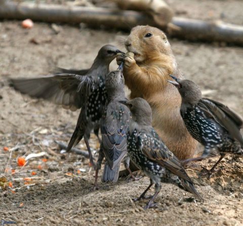 Birds and Chipmunk Fight over Food