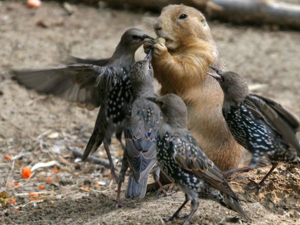 Birds and Chipmunk Fight over Food