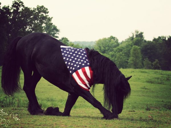 Bowing Friesan horse US flag