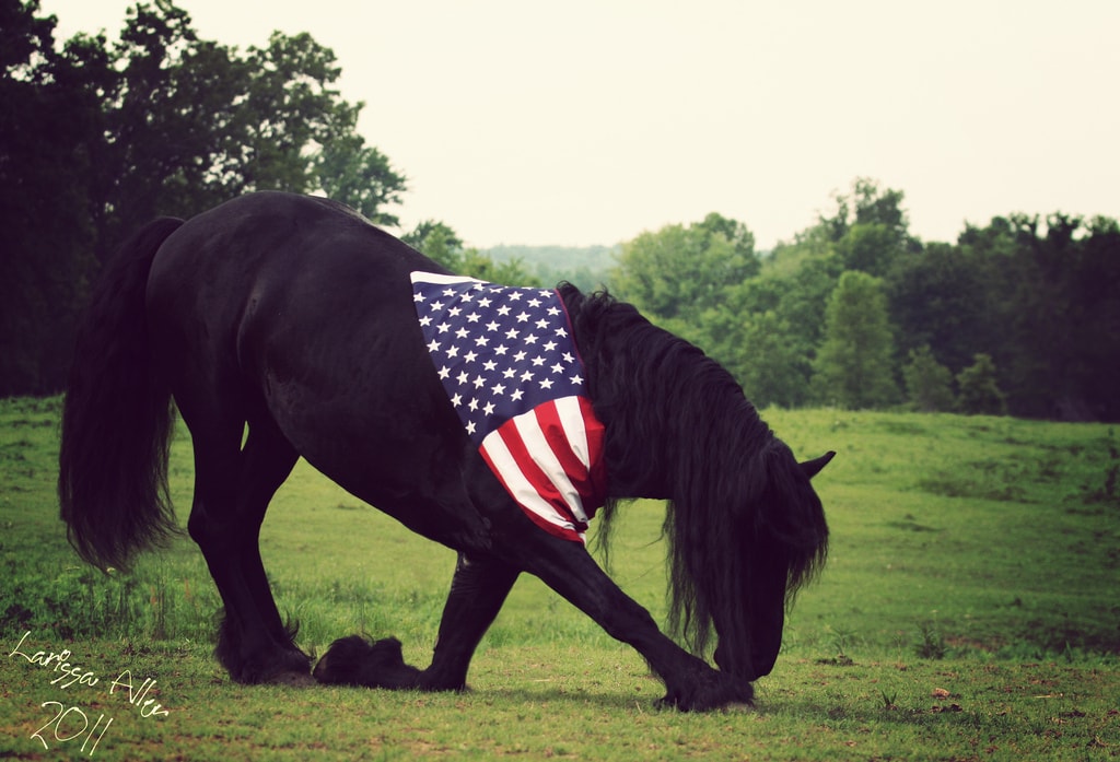 Bowing Friesan horse US flag