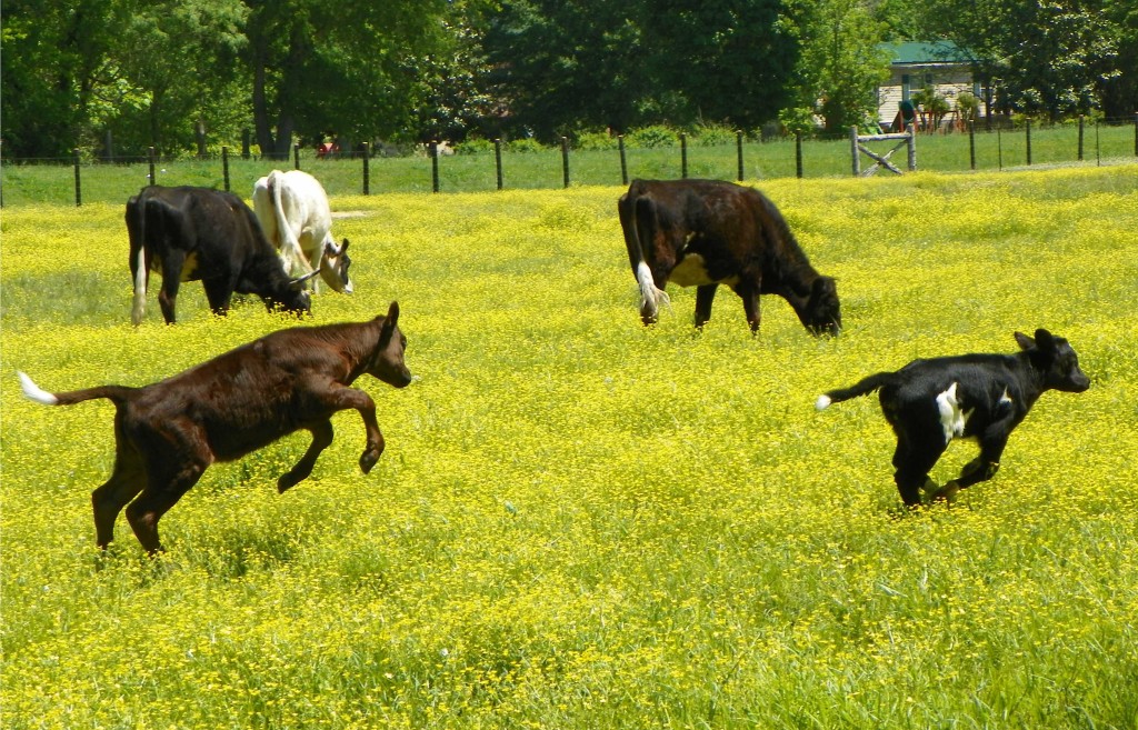 Calves Playing in Field