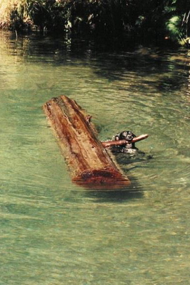 Dog Log Water