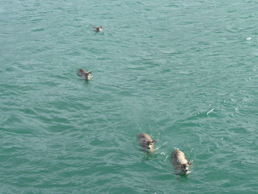 Deer Swimming in Water