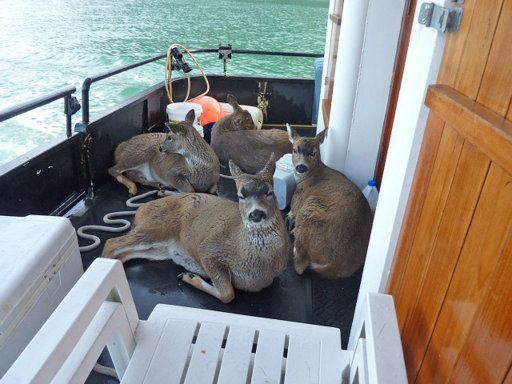 Deer on a Boat