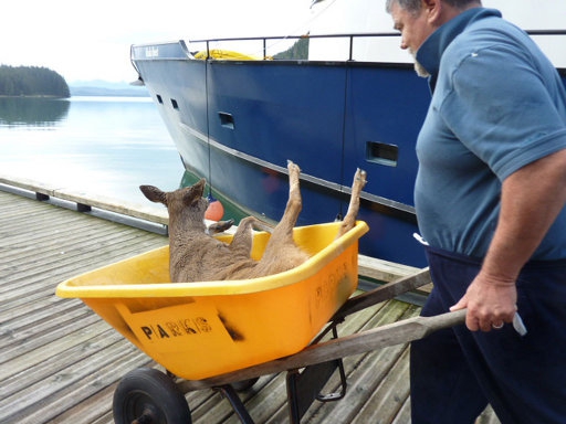 Deer Rescued from Drowning