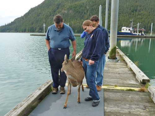 Deer on Dock after Rescued from Drowning