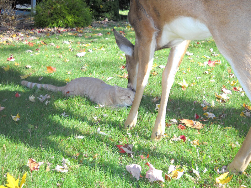Cat & Deer Friends