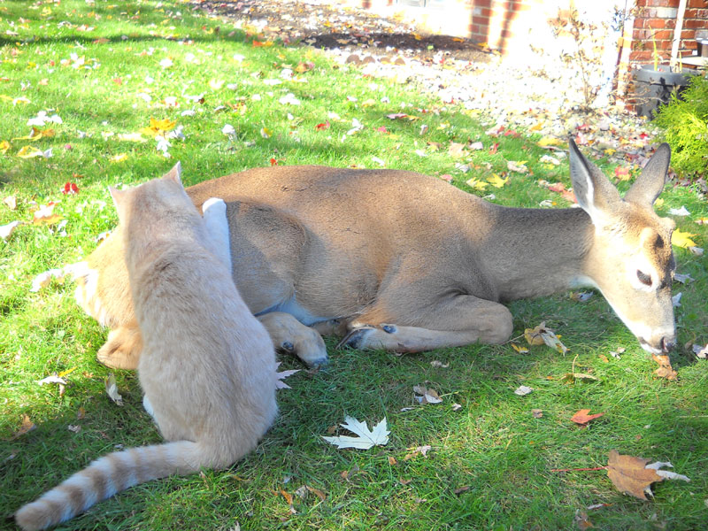 Deer and Cat