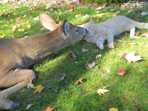 Deer and Cat Friends
