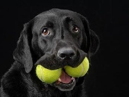 Dog Tennis Balls
