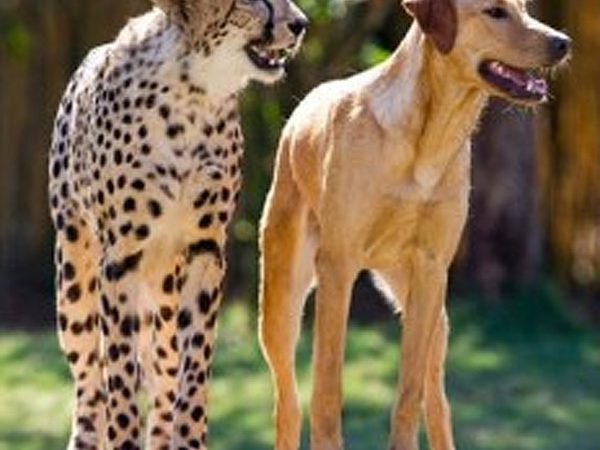 Dog and Cheetah
