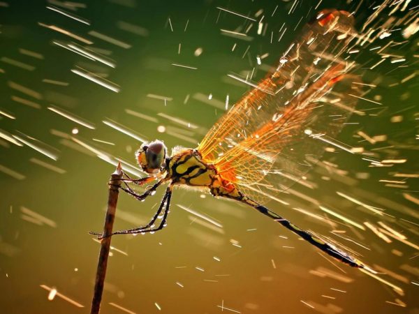 Dragonfly in Rain