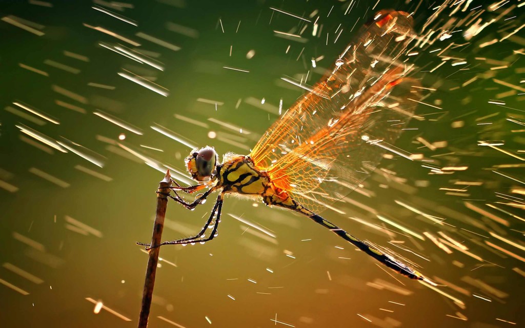 Dragonfly in Rain