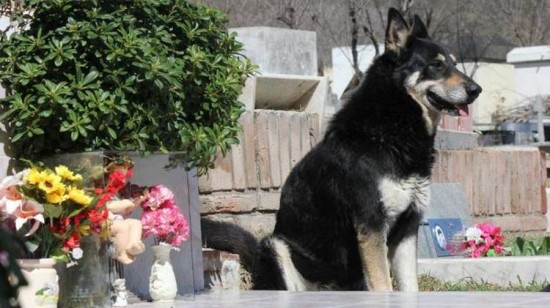 dog sits at grave for six years