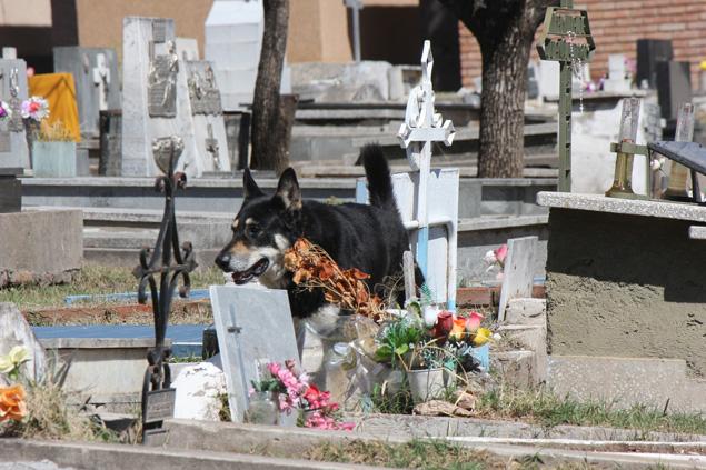 El Capitan Dog Cemetery