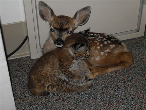 Bobcat and Fawn