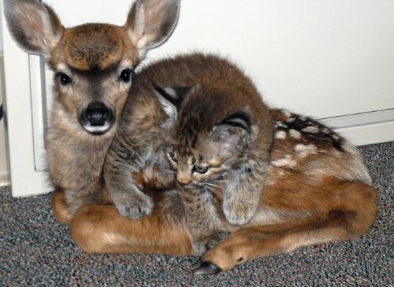 Fawn & Bobcat