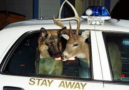 Dog Deer Cop Car