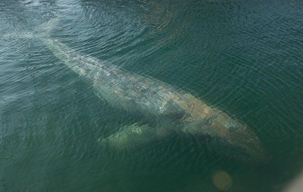 Gray Whale Swimming