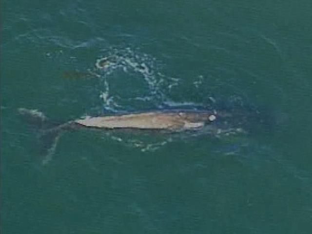 Gray Whale Aerial View