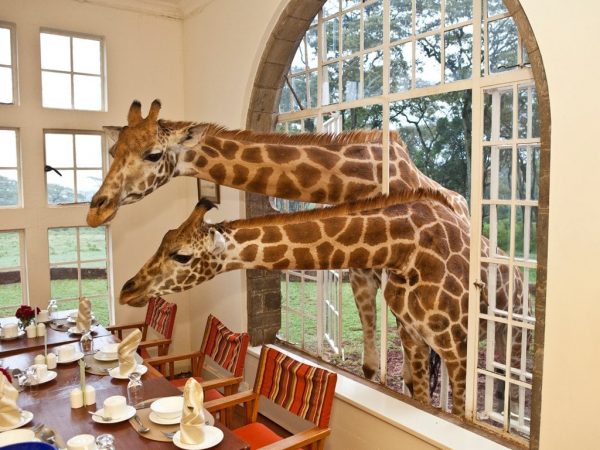 Giraffe Head in Window