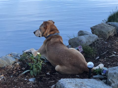 Clyde Watching House