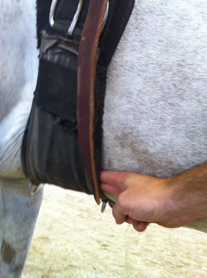 The cinch should be tight enough to secure the saddle, but not too tight. You should be able to place 2-3 fingers between the cinch and the horse’s belly.