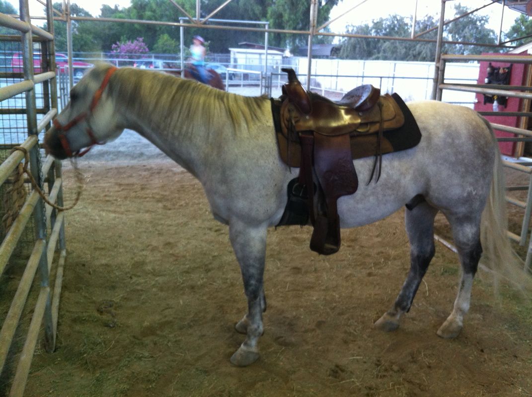 how to saddle a horse