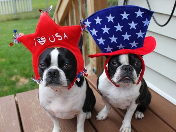 Dogs July 4