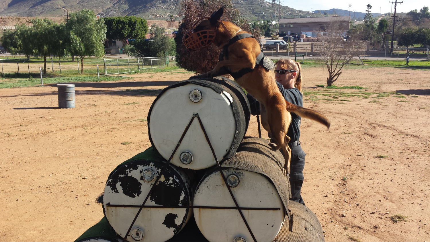 K9 Training 4