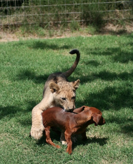 dachshund and cub