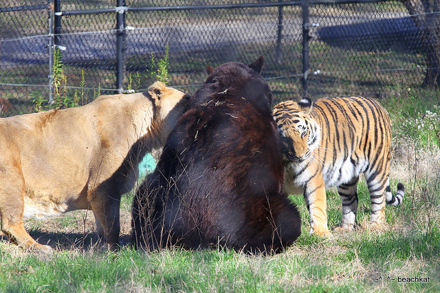 Lion Tiger Bear huddle