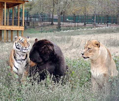 Bear Lion Tiger Family