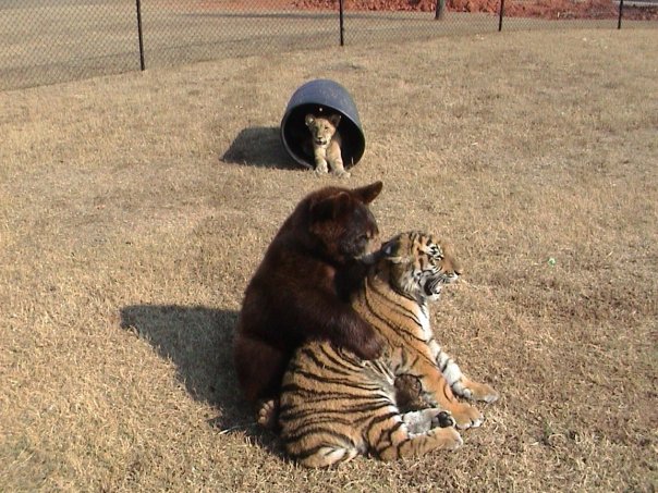 Tiger Lion Bear Playing