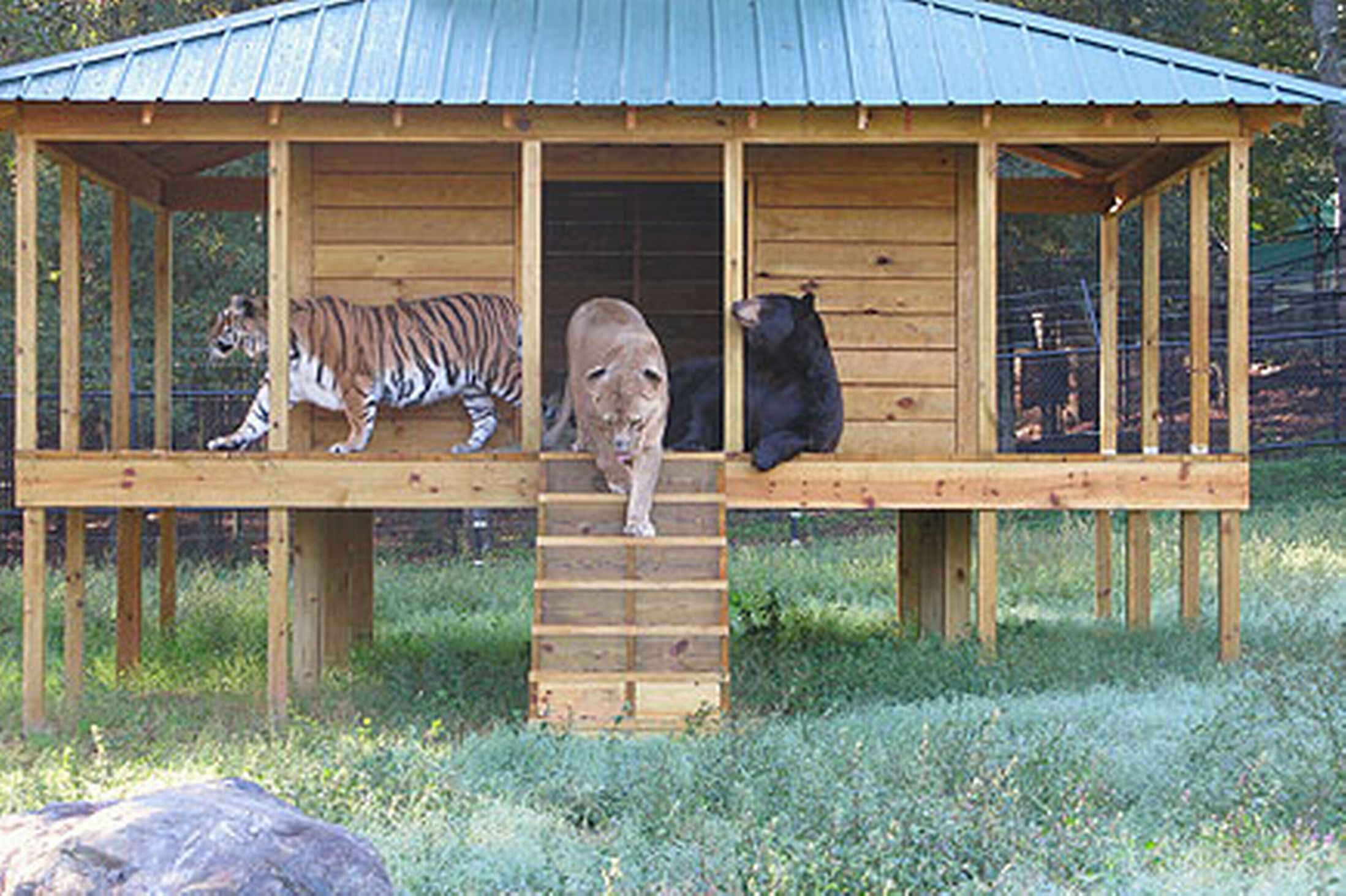 Lion Bear Tiger Clubhouse