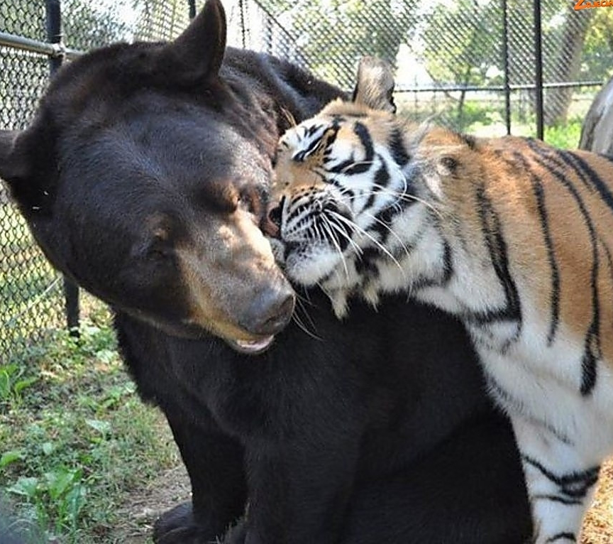 Bear and Tiger