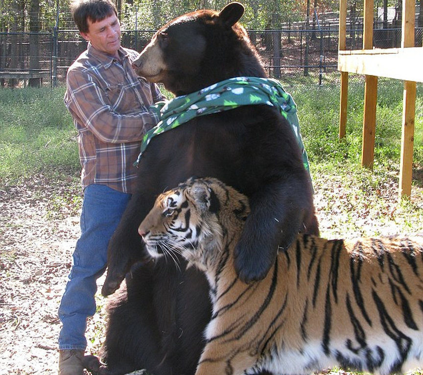 Tiger Lion Bear