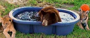 Lion Bear Tiger Pool