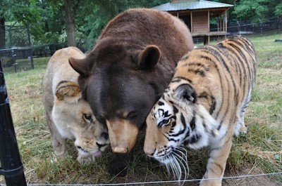 Lion Tiger Bear Friendly