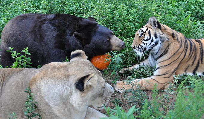 Lion Tiger Bear Unlikely Friends