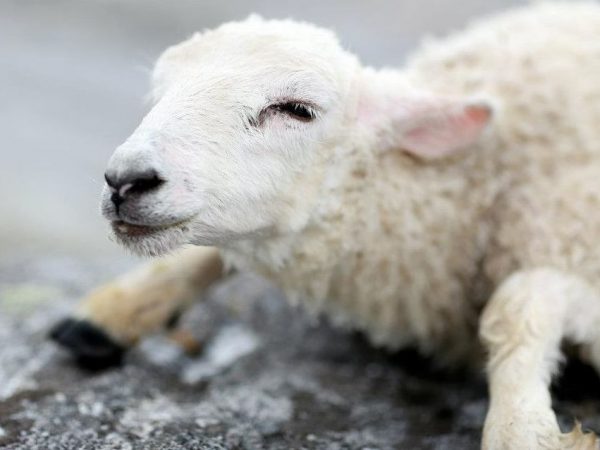 Lamb Rescued from Drowning