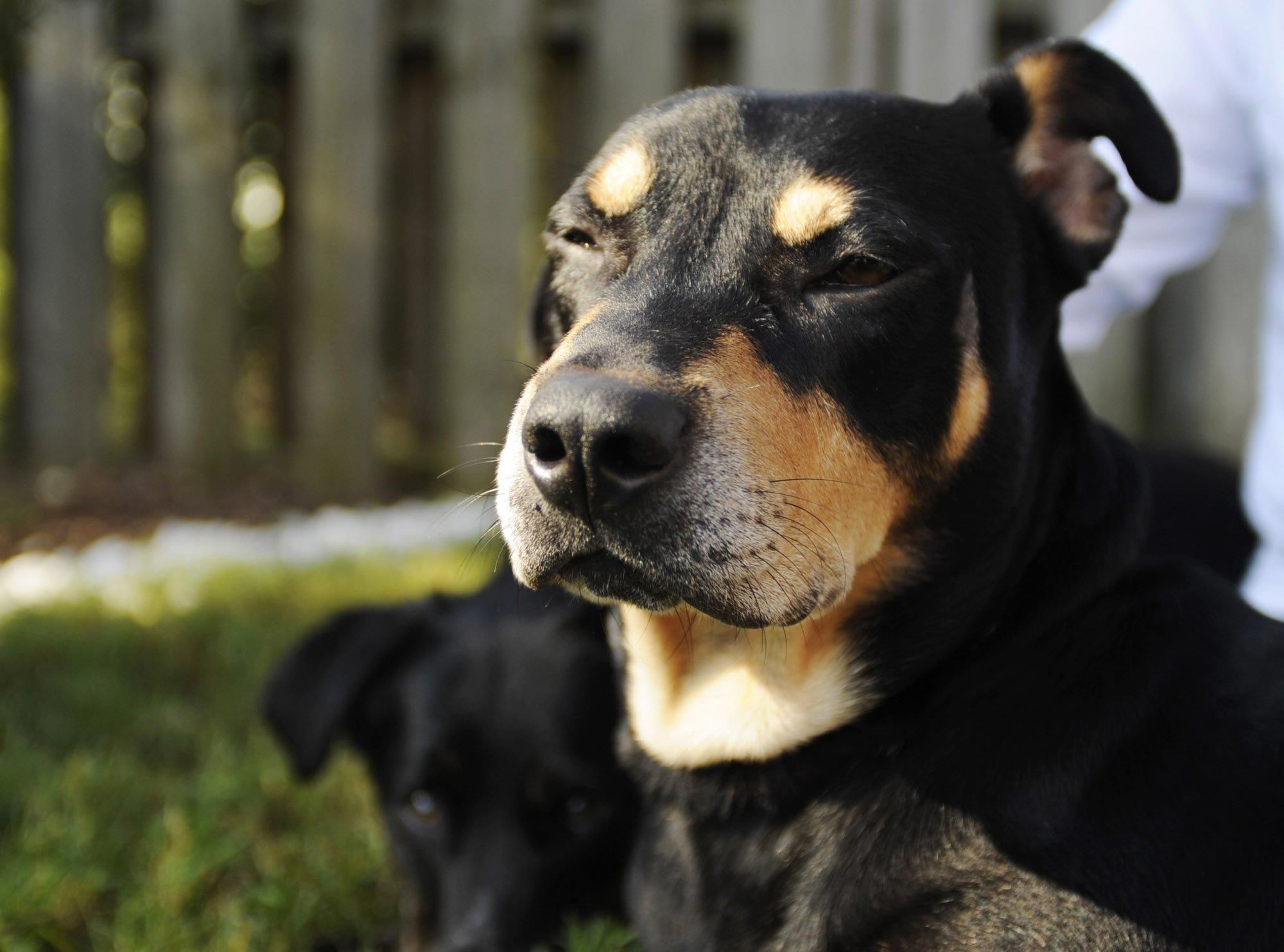 dog back to life after being put down