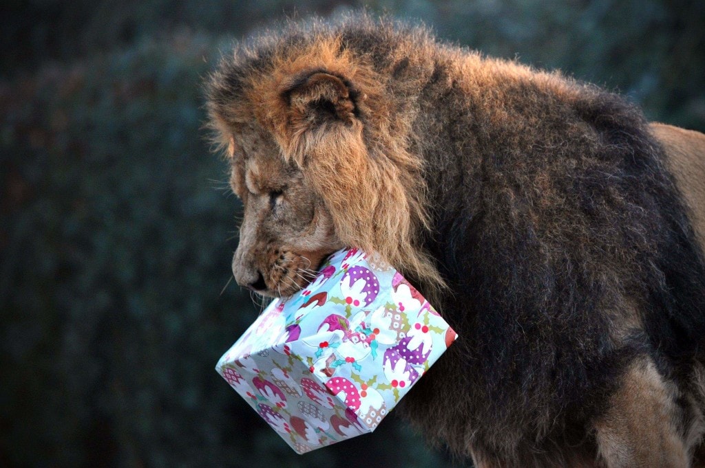 Lion Carrying Gift