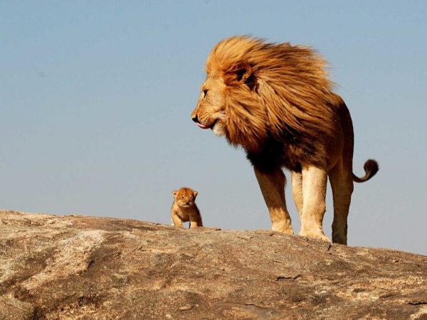 Lion and Cub