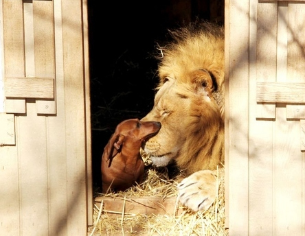 Lion and Dachshund