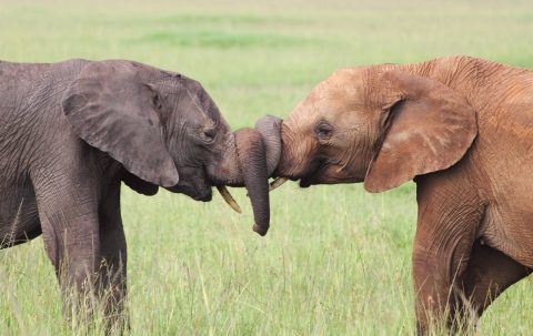 Elephant Trunks