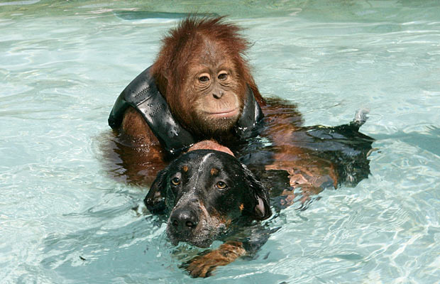 Dog Monkey Swimming